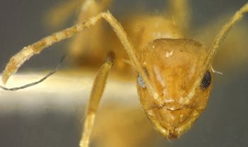 Media type: image; Entomology 21675   Aspect: head frontal view